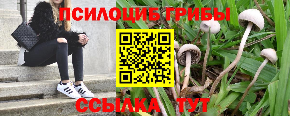 Псилоцибиновые грибы Psilocybe Белорецк